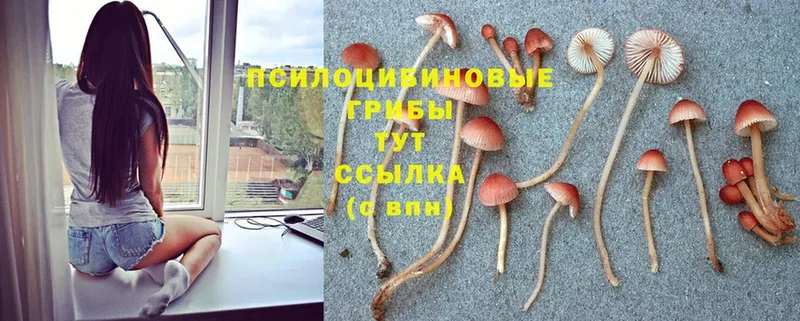 Псилоцибиновые грибы Cubensis  закладка  Михайловск 